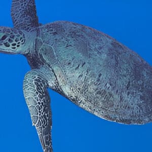 A sea turtle swimming in the ocean under a blue sky.