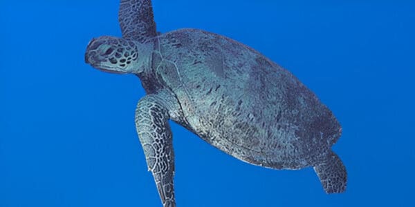 A sea turtle swimming in the ocean under a blue sky.